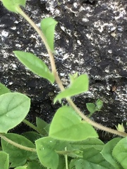 Kickxia elatine