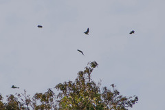 Brotogeris cyanoptera