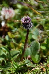 Erigeron uniflorus