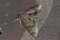 Pachylioides resumens