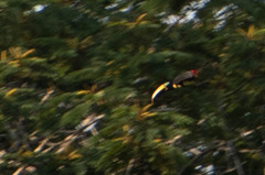 Pteroglossus pluricinctus