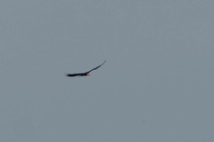 Cathartes melambrotus