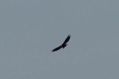 Cathartes melambrotus