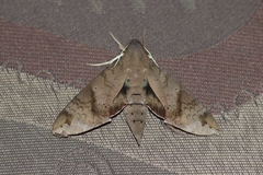 Pachylioides resumens