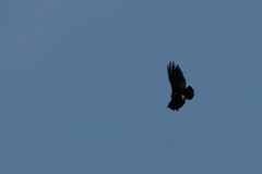 Cathartes melambrotus