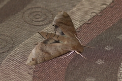 Pachylioides resumens