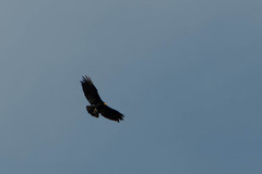 Cathartes melambrotus