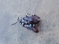 Thyreus novaehollandiae