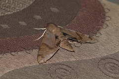 Pachylioides resumens