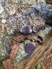 Nectriopsis violacea