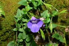 Torenia concolor