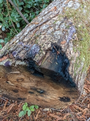 Nectriopsis violacea