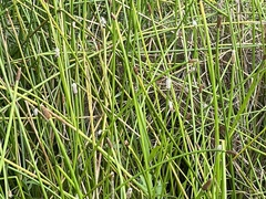 Eleocharis
