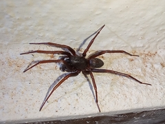 Corinninae