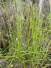 Eleocharis