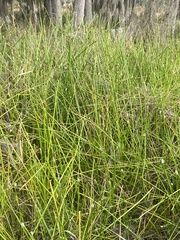 Eleocharis