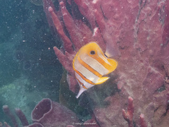 Chelmon rostratus