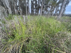 Eleocharis