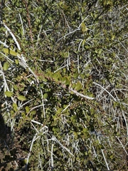 Ceanothus cuneatus