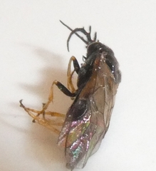 Cladius pectinicornis