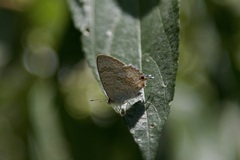 Catopyrops florinda