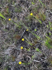 Polygala rugelii