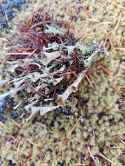 Cladonia verticillata