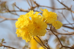 Handroanthus chrysotrichus