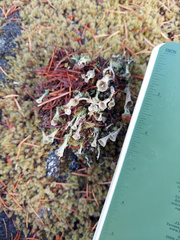 Cladonia verticillata