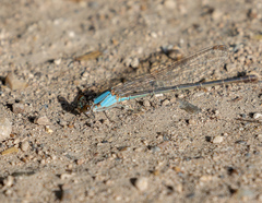 Argia moesta