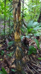 Astrocaryum aculeatum