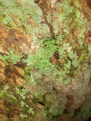 Leprocaulaceae