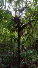 Astrocaryum aculeatum