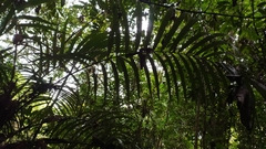 Astrocaryum aculeatum