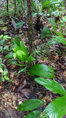 Astrocaryum aculeatum