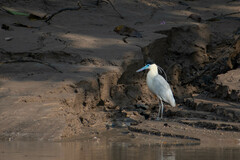 Pilherodius pileatus