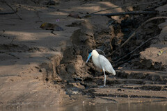 Pilherodius pileatus