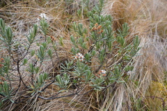 Linochilus rupestris