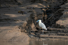 Pilherodius pileatus