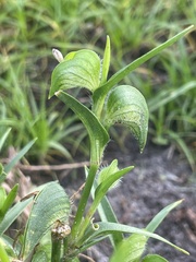 Commelina gambiae