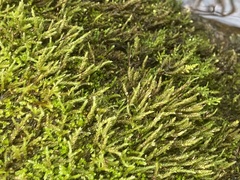 Hygroamblystegium varium