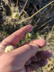 Eriogonum nudum auriculatum