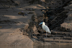 Pilherodius pileatus