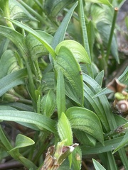 Commelina gambiae