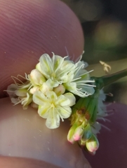 Eriogonum nudum auriculatum