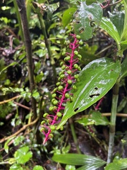 Phytolacca rivinoides