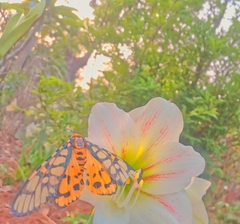 Aglaomorpha plagiata