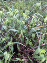 Commelina gambiae
