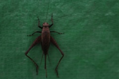 Eneoptera