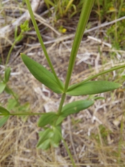 Centaurium tenuiflorum